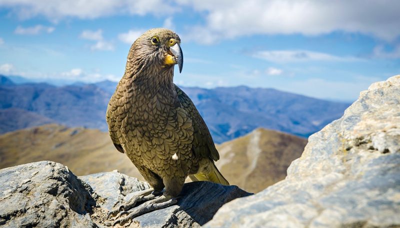 Kea - The Alpine Prankster