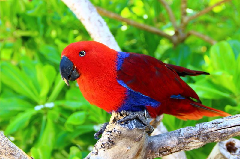 Eclectus Parrots Show Extreme Stress Alone