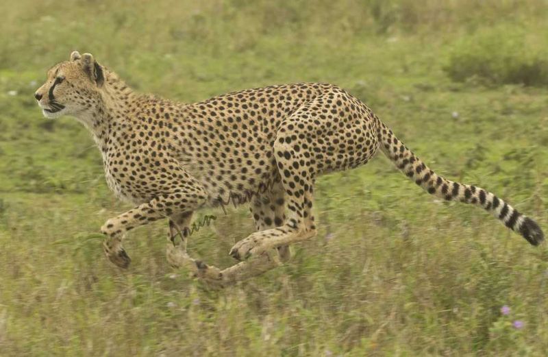 Cheetah