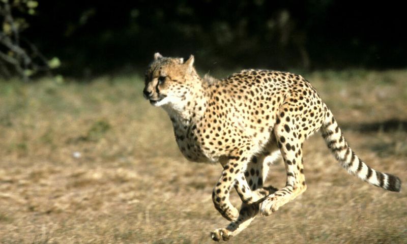 Cheetah