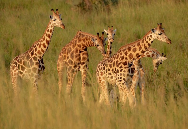 Graceful Giraffes