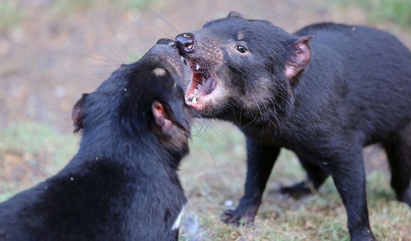 Tasmanian Devils Live Up to Their Name