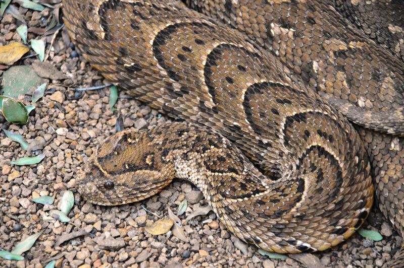 African Puff Adder: The Motionless Master