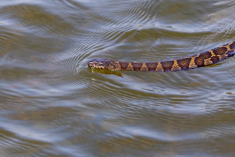 Water Snake: The Floating Faker