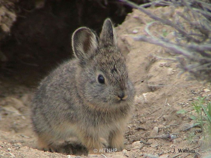 Pygmy Rabbit: Pint-Sized Burrowers