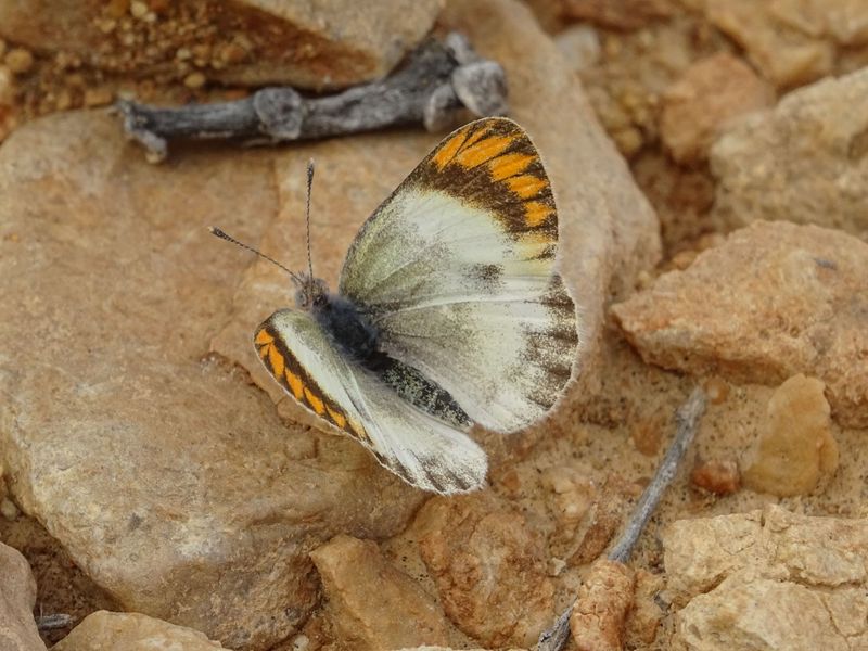 Namibia’s Namib Desert Butterfly Survivors