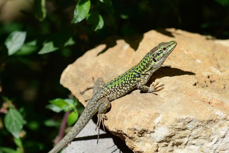 Italian Wall Lizards