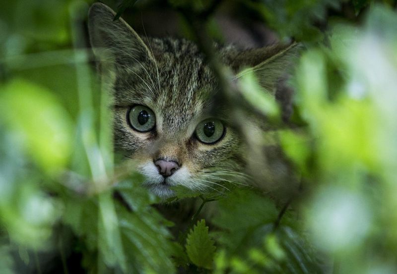 European Wildcat