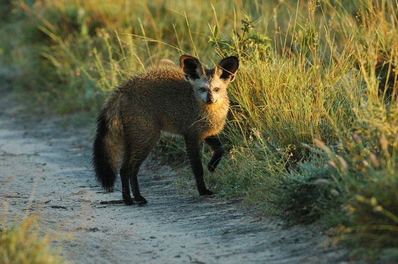 Bat-Eared Fox