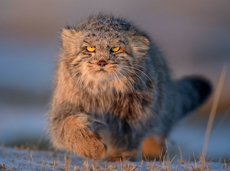Pallas's Cat
