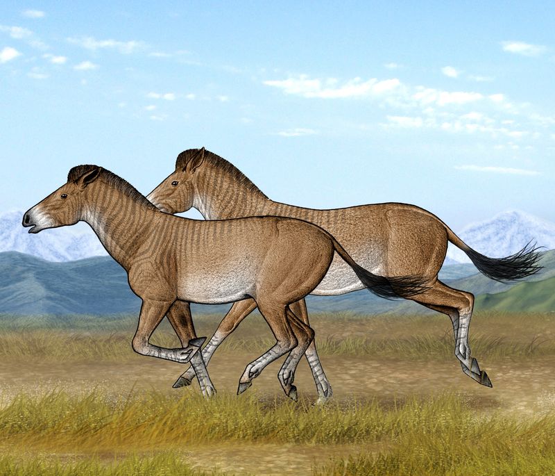 Evolutionary History: Why Horses Have Wolf Teeth