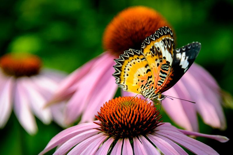 Coneflower (Echinacea)