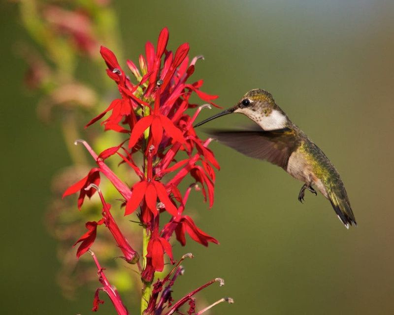 Hummingbird-Friendly Garden Plants