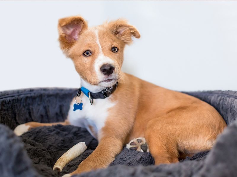 Breed Characteristics