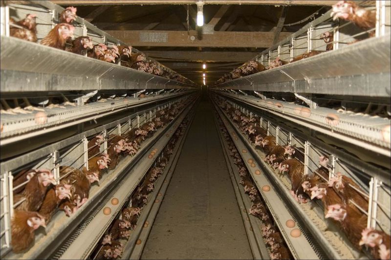 Factory Hens Lay More Often