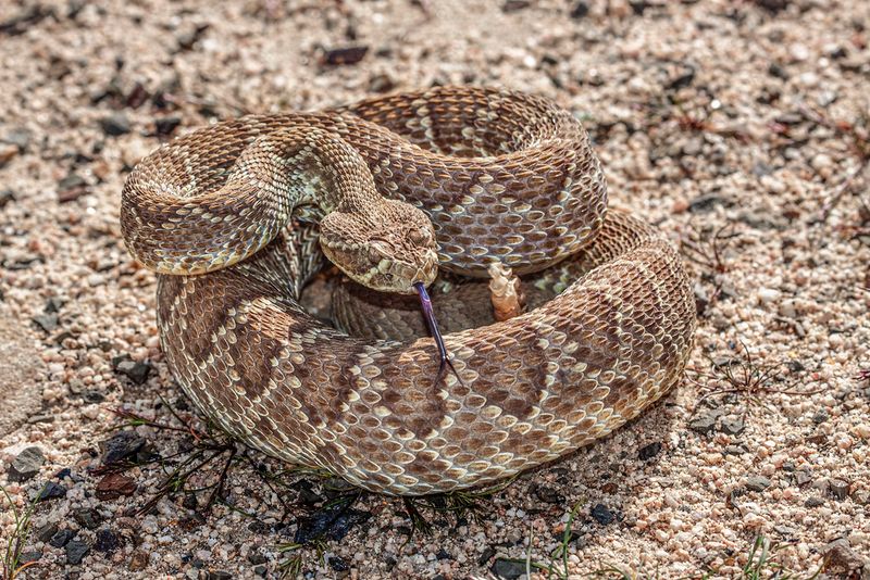 Perfect Desert Camouflage