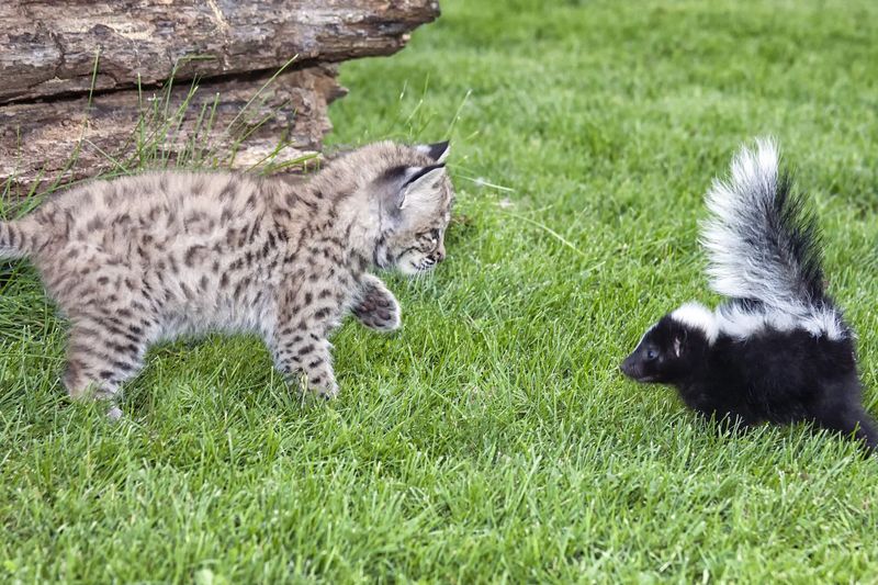 Skunks: Stinky Encounters