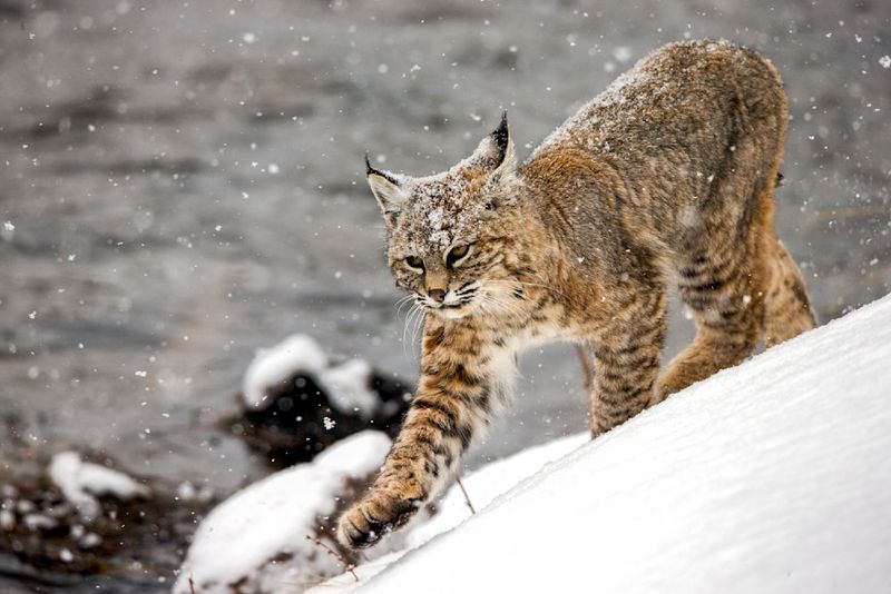 Secretive Bobcats