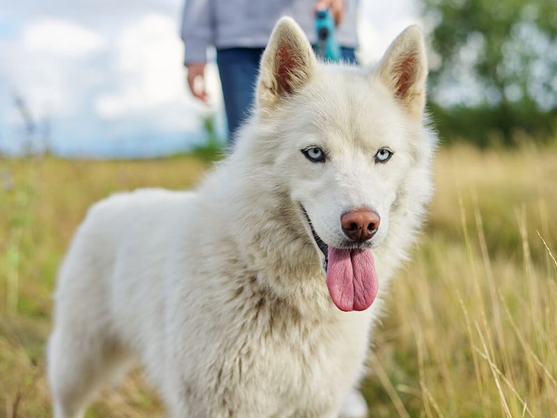 Isabella (Lilac) Husky