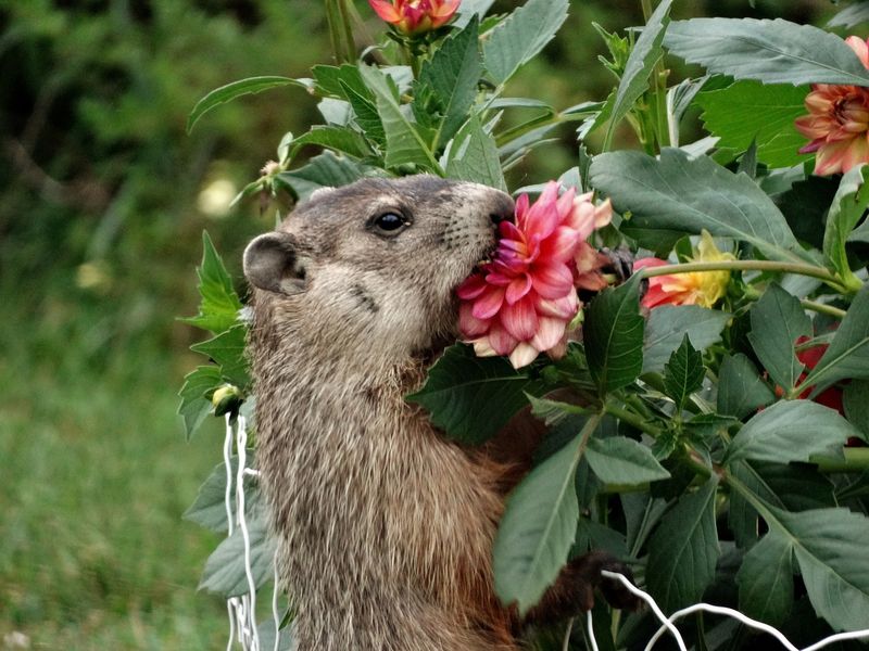 Flower Feast