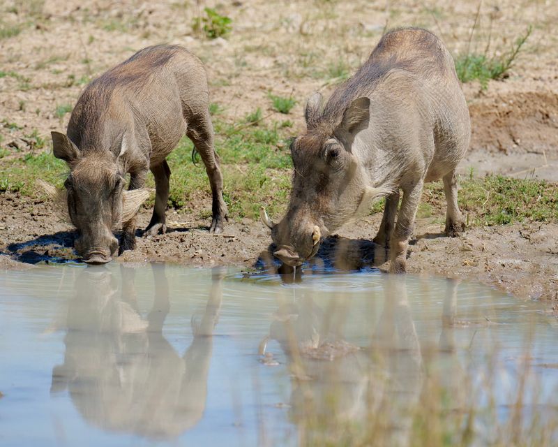 Water Sources Influence Foraging