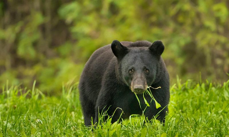 Seasonal Diet Shifts Show Remarkable Adaptability