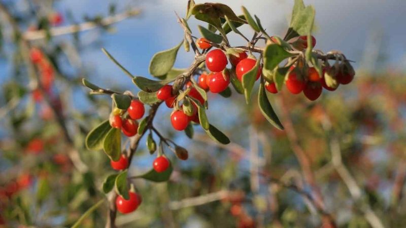 Desert Shrub Berries