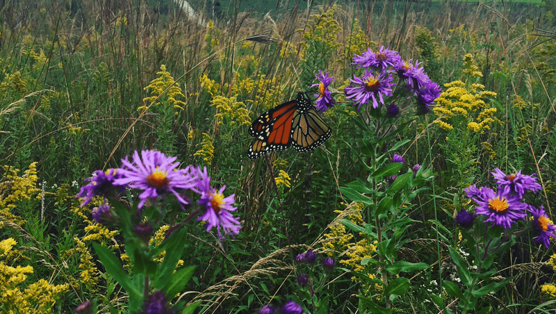 Agricultural Intensification Eliminates Field Margins