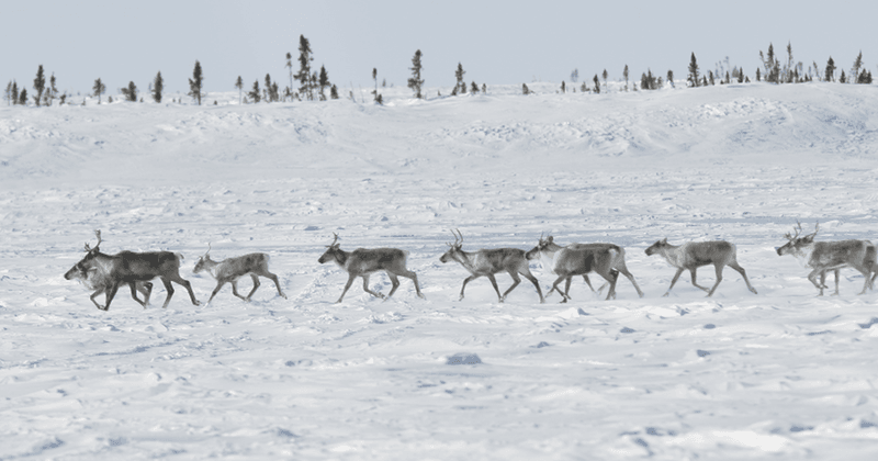 Dolphin-Union Caribou Herd