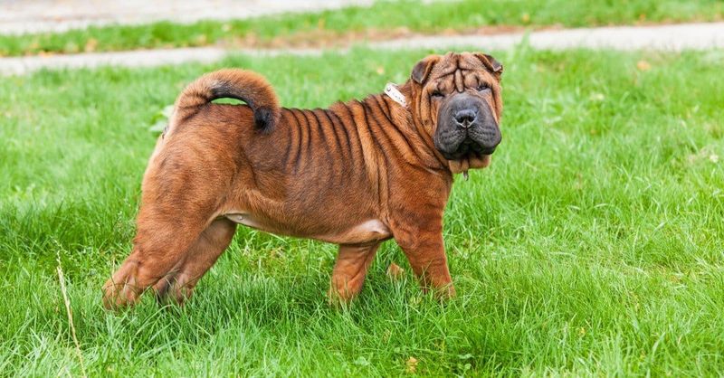 Shar Peis