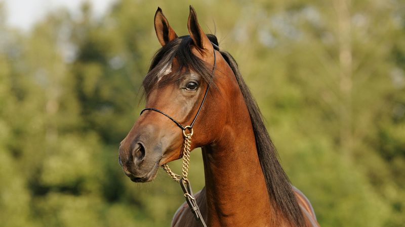 Arabian Horse: Desert Aristocrat