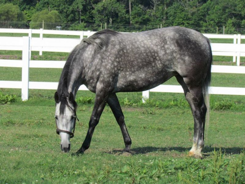 Standardbred - The Harness Racing Star