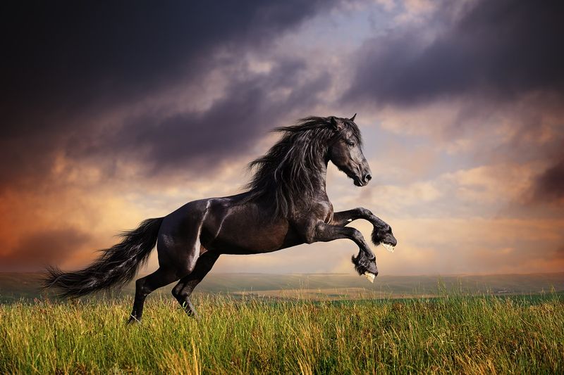 Friesian: The Black Pearl