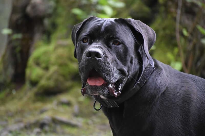 Cane Corso's Crisis Detector