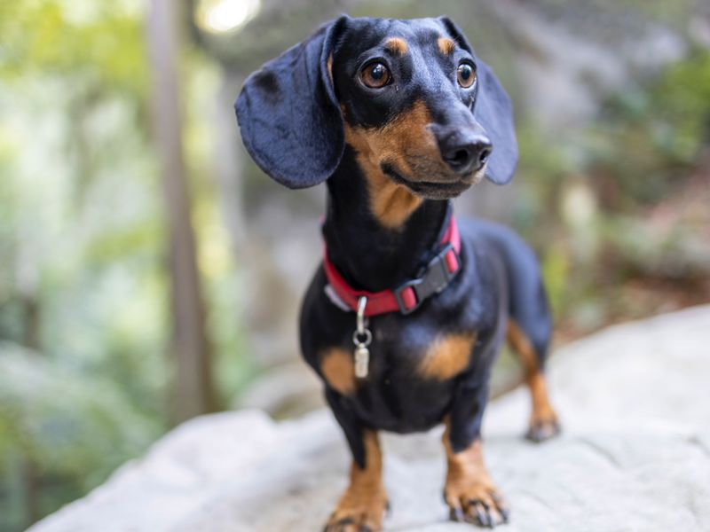 Dachshund