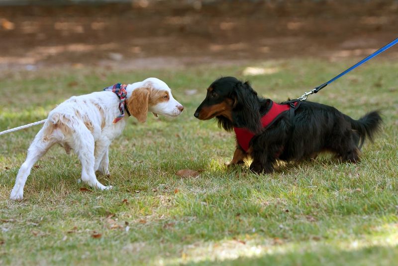 Dachshund