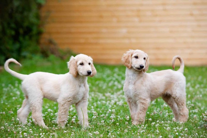 Afghan Hound Mix: The Elegant Individualist