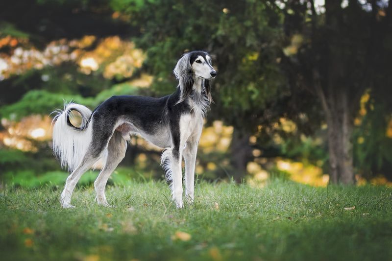 Saluki Desert Independents
