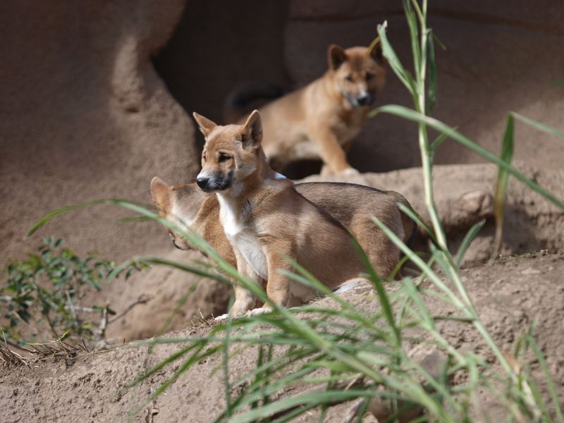 New Guinea Singing Dog: Primitive Mountain Hunter