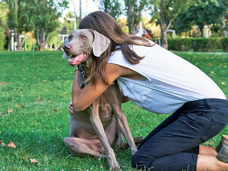 Weimaraner: The Velcro Dog With Separation Anxiety