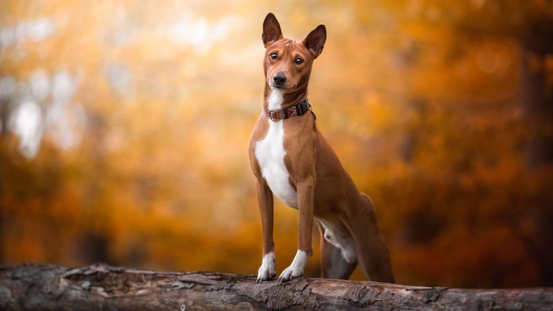 Basenji: The Quiet Companion