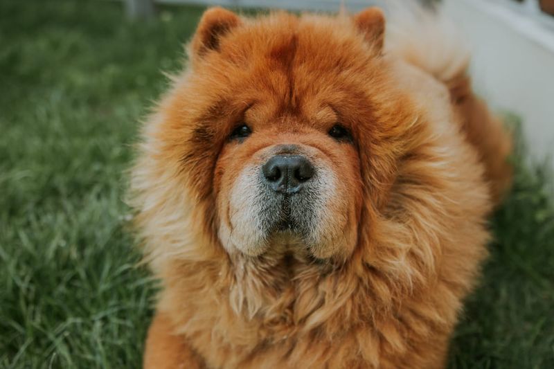 Chow Chows