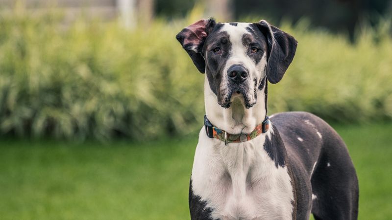 Great Danes