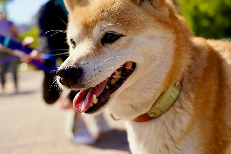 Shiba Inus: Independent Spirits With Primitive Instincts