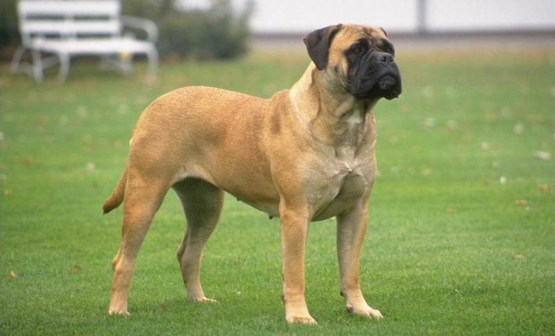 Bullmastiffs: Silent Guardians