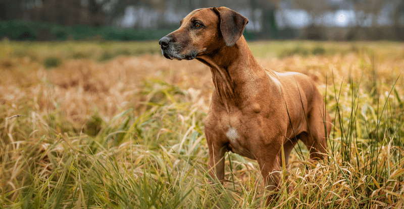 Rhodesian Ridgebacks: The Athletic Guardians