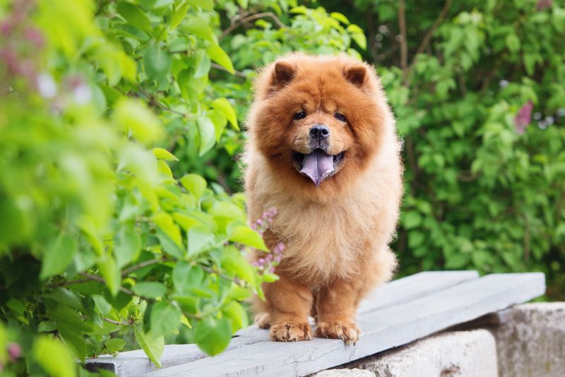 Chow Chows: Aloof Fluffballs