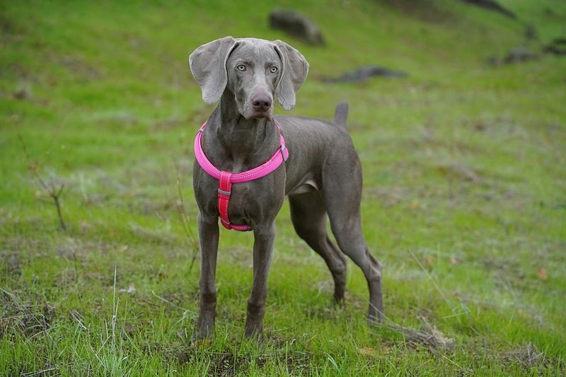 Weimaraners