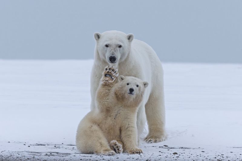 Alaska – Polar Bear