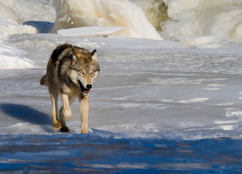 Gray Wolf – Comeback King